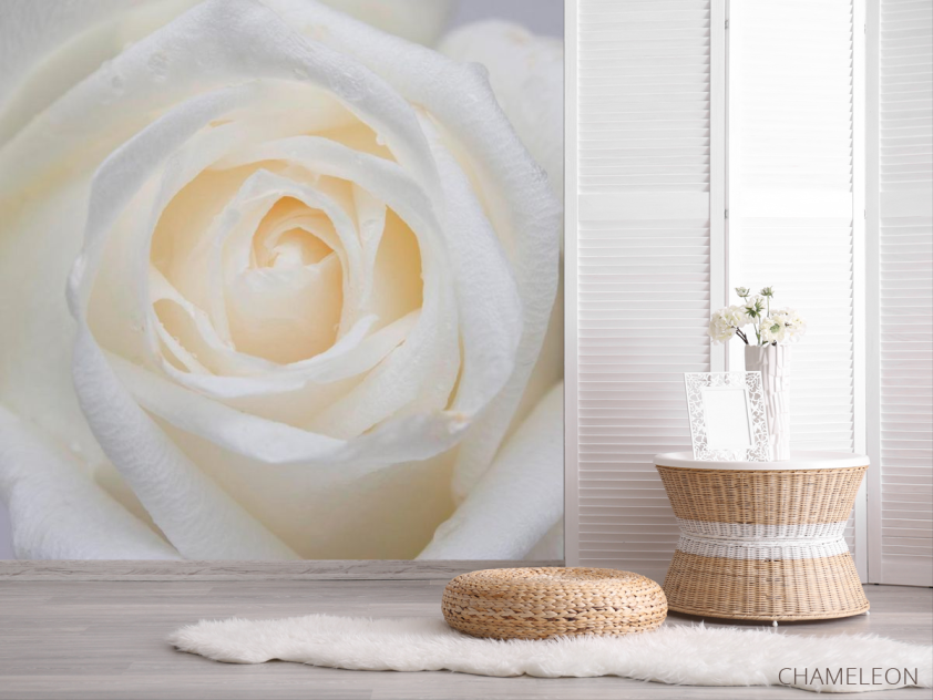 Фотообои Распустилась белая роза - 2