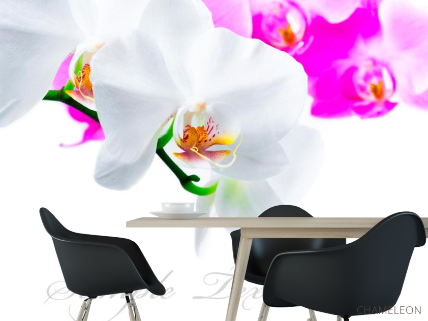 Фотошпалери Біло-рожеві орхідеї - 1