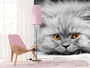 Фотошпалери Сіре кошеня - 4