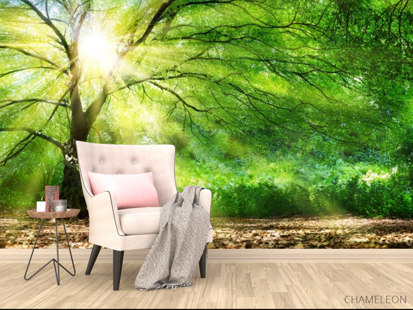 Фотообои солнце сквозь крону - 4