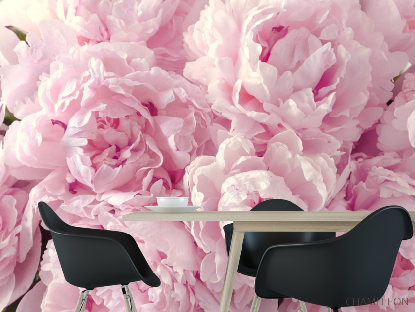 Фотошпалери пухнасті рожеві півонії - 1