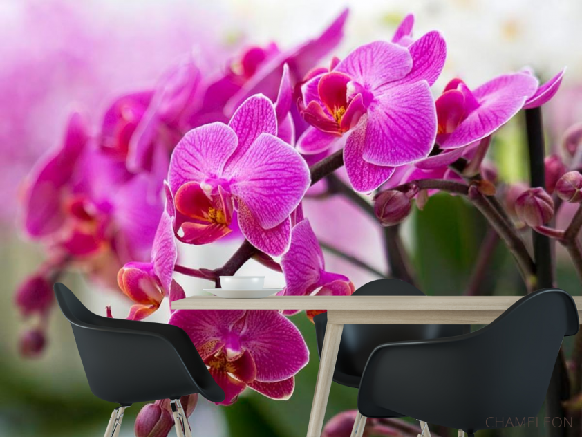 Фотообои Орхидеи соцветие - 1