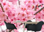 Фотошпалери дві гілки сакури - 1