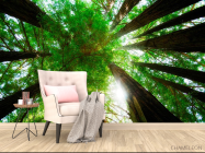 Фотообои Деревья, вверх - 4