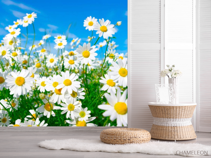 Фотошпалери Ромашки в степу - 2