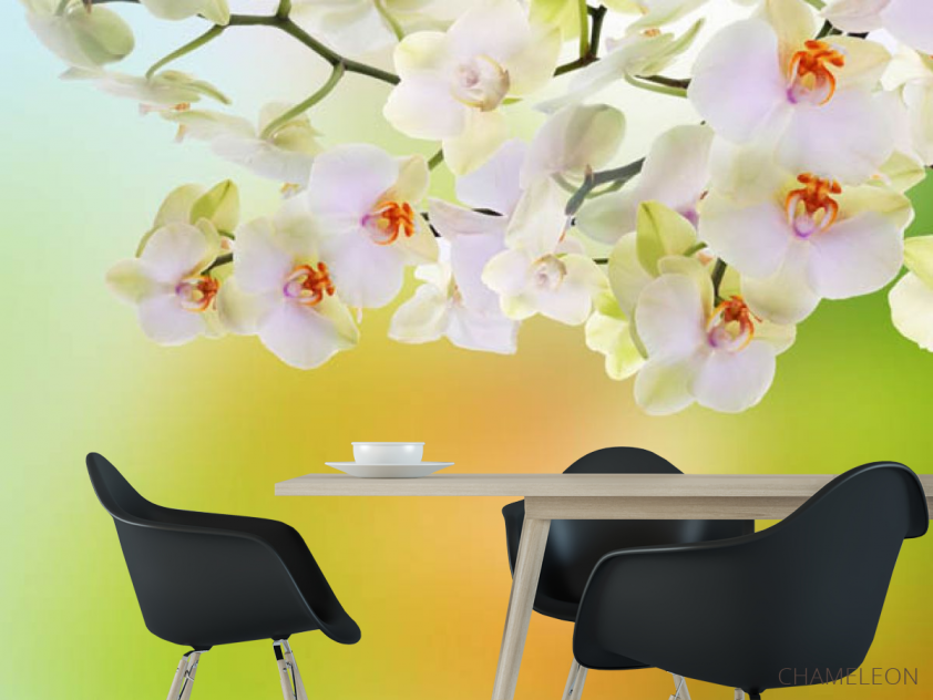 Фотошпалери орхідеї з салатовим фоном - 1