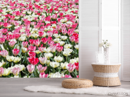 Фотошпалери Поле різнокольорових тюльпанів - 2