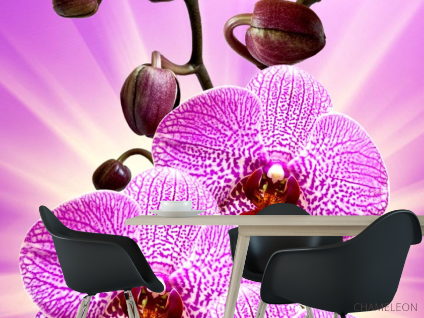 Фотошпалери леопардова орхідея з сяйвом - 1