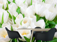 Фотошпалери Тюльпани білосніжні - 1