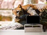 Фотообои Мечтающий гепард - 2