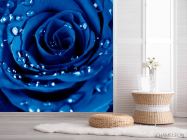 Фотошпалери Роза яскраво-синя - 2