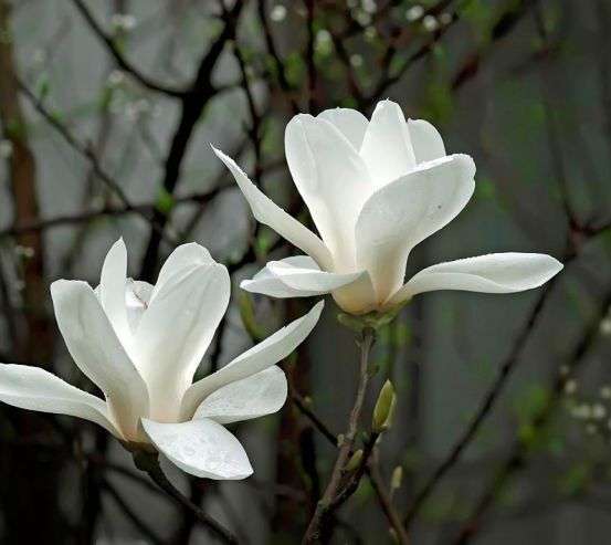 Фотообои Белоснежные цветки Фотообои Белоснежные цветки 4572