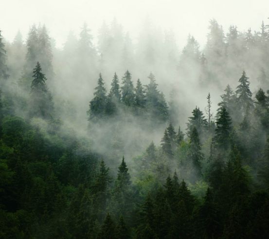Фотообои Туманный лес 25110