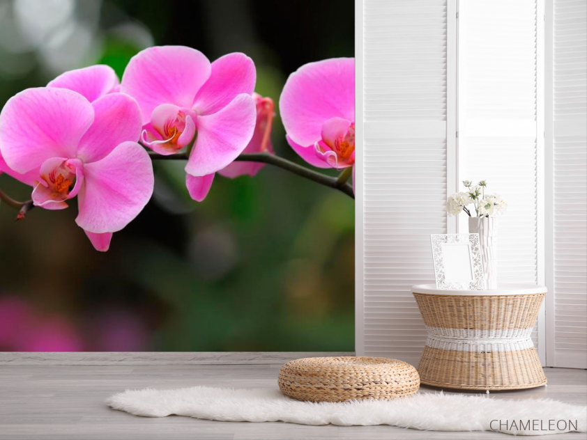 Фотошпалери Орхідеї ніжно-рожеві - 2