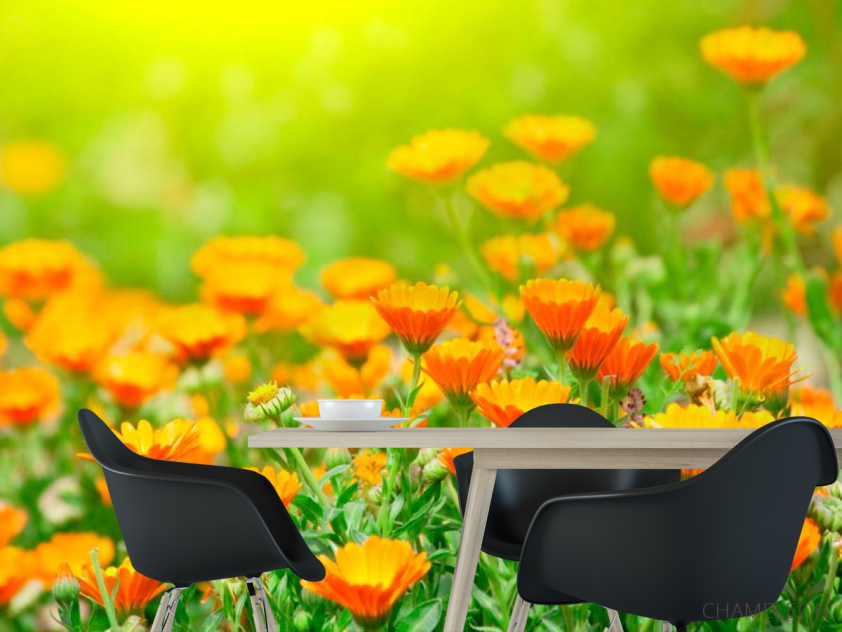 Фотошпалери Жовтогарячі чорнобривці - 1