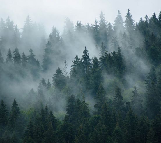 Фотошпалери ліс в тумані 27957