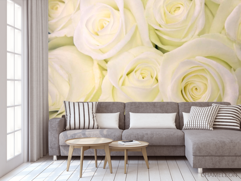 Фотообои Розы белоснежного оттенка - 3