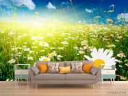 Фотообои Восход в ромашковом поле - 1