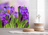 Фотошпалери фіолетові квіти в траві - 2