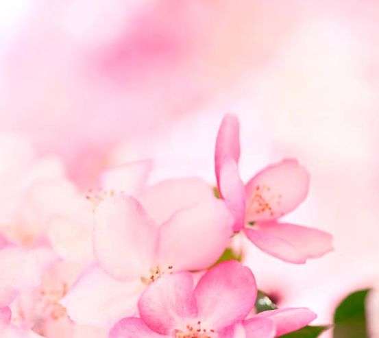 Фотообои Букет розовых цветов 5552