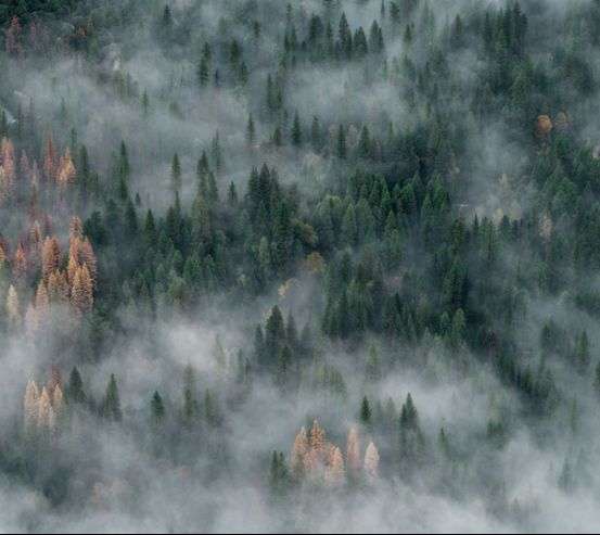 Фотошпалери туманні сосни Фотошпалери туманні сосни 33770