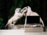 Фотообои Драка белых тигров - 2