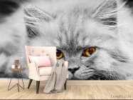 Фотообои Серый котенок - 4