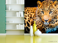 Фотошпалери Гепард на полюванні - 3