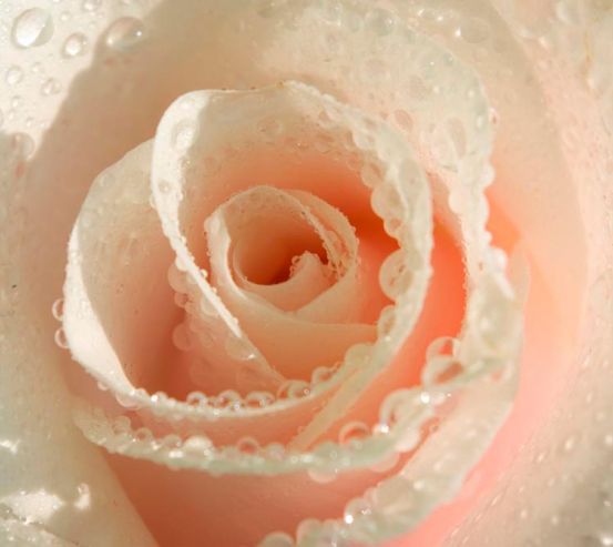 Фотообои Кремовая роза и роса 7129