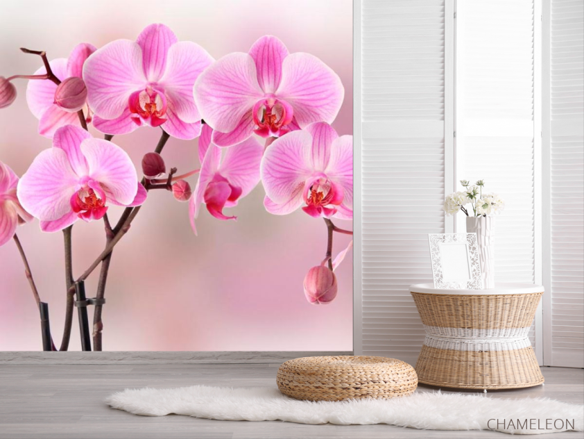 Фотошпалери Орхідеї рожевих тонів - 2
