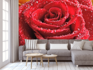 Фотообои красная роза с каплями - 3