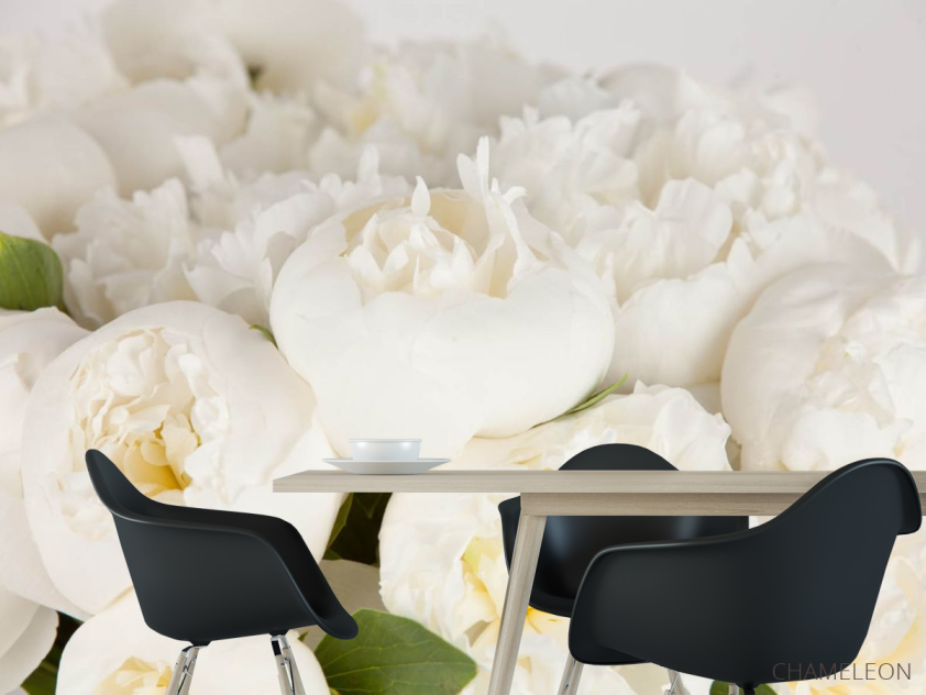 Фотошпалери білі півонії - 1