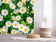 Фотошпалери ромашки і зелень - 2