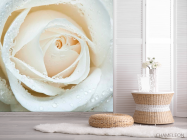 Фотошпалери Біла троянда макро-зйомка - 2