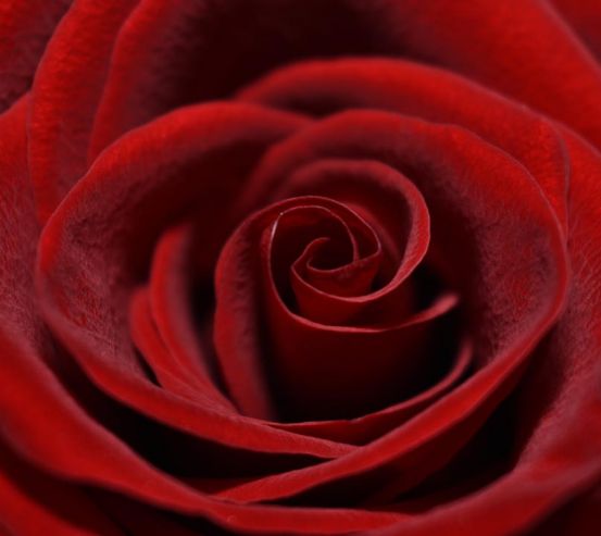 Фотообои красная бархатная роза 21520