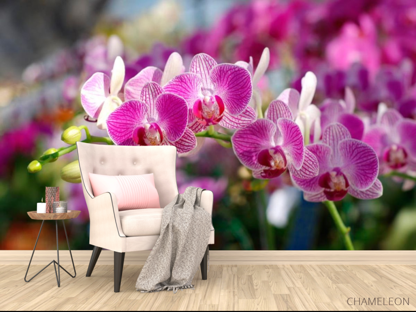 Фотообои Розовые орхидеи цветут - 4