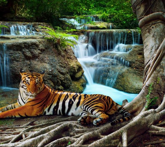 Фотошпалери тигр біля водоспаду 20812