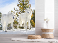 Фотошпалери два білих вовка на снігу - 2