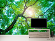 Фотообои Дерево, солнце - 2