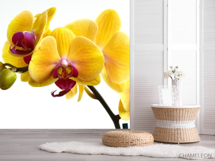 Фотошпалери жовті орхідеї на білому тлі - 2