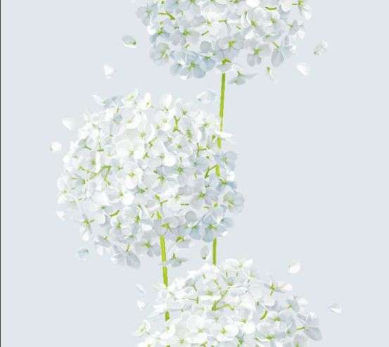 Фотообои одуванчики Фотообои одуванчики 31739