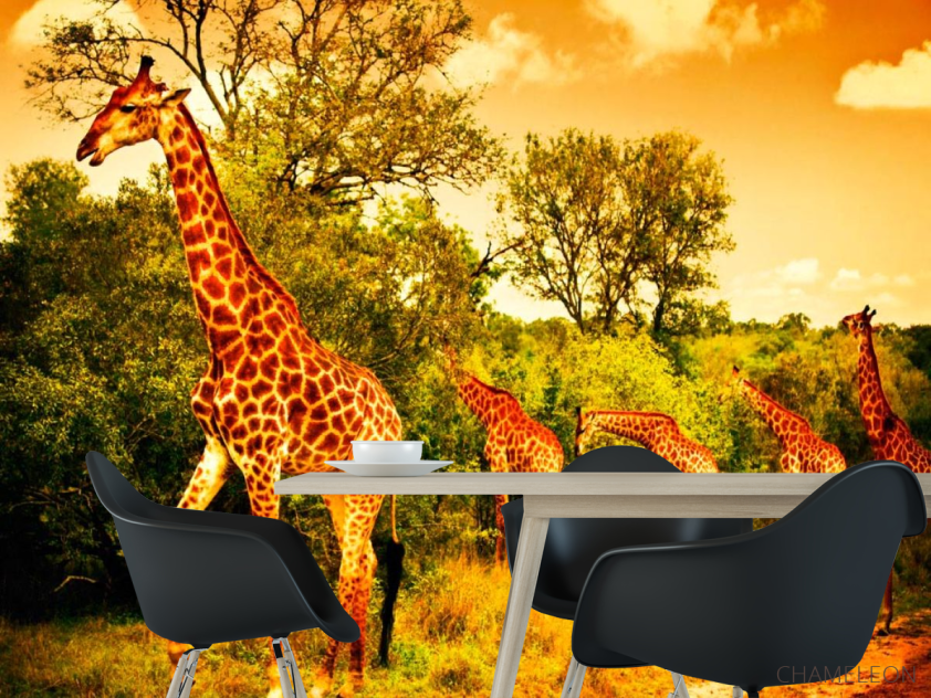 Фотошпалери Жирафи на пасовищі - 1