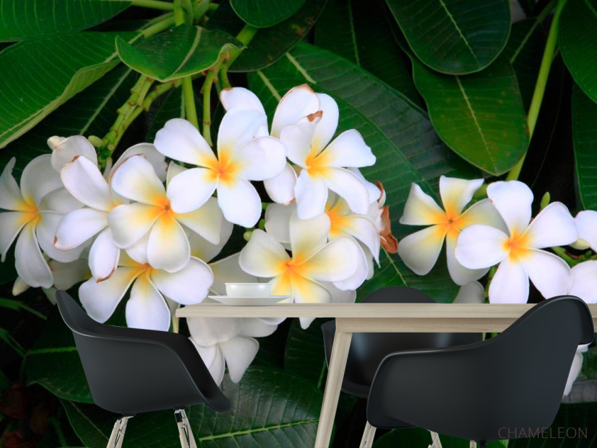 Фотошпалери Маленькі біленькі квіти - 1