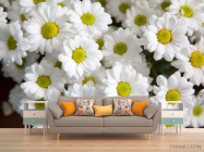 Фотообои Ромашки белые - 1