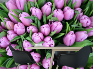 Фотошпалери Букет фіолетових тюльпанів - 1