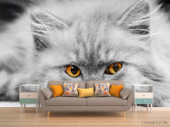 Фотообои Серый котенок - 1