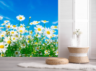 Фотошпалери Ромашки в полі - 2