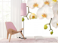 Фотошпалери Білі орхідеї і бутони - 4