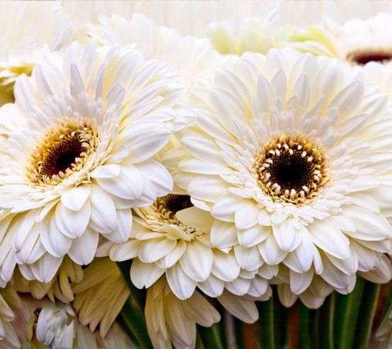 Фотообои кремовая гербера Фотообои кремовая гербера 20585