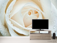 Фотообои Белая роза макро-съемка - 2